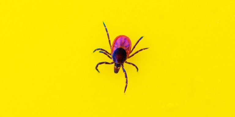 What to Know About Babesiosis, a Rare Tick-Borne Disease That’s on the Rise