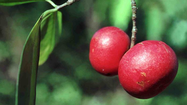 Why you must include kokum in your summer diet