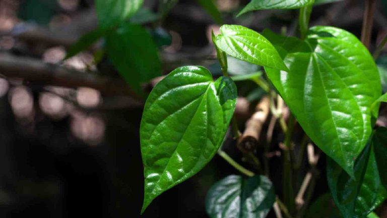From diabetes to stress reduction: Know the health benefits of betel leaves