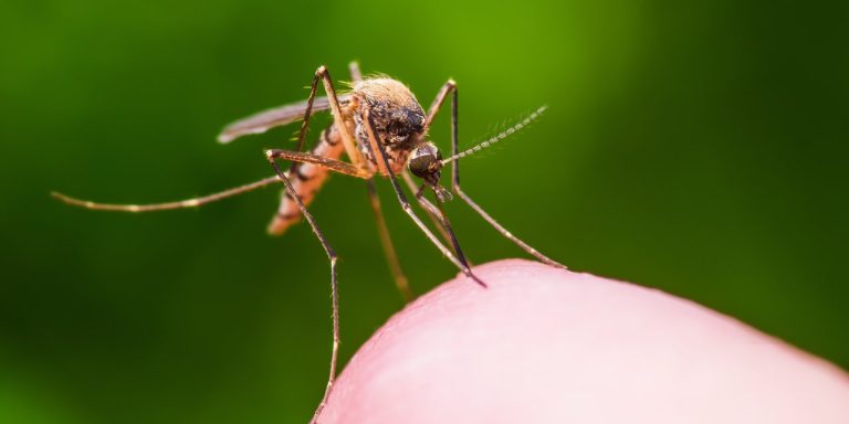 Local Malaria Cases Have Been Confirmed in the US—Should I Be Worried?