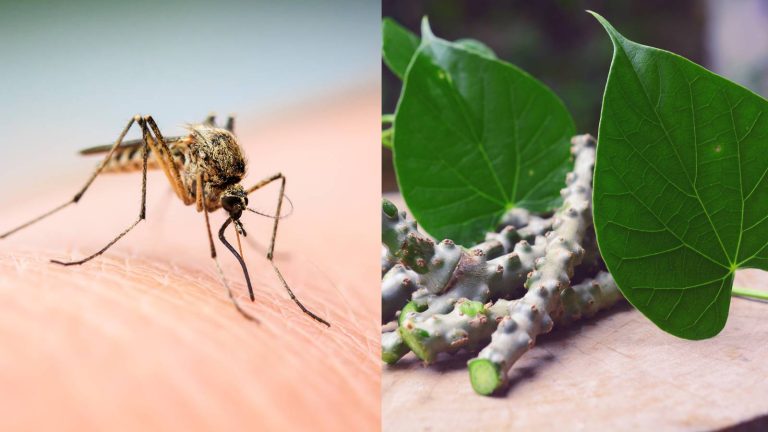 5 most effective home remedies for dengue fever