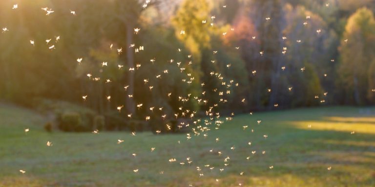 To Keep Mosquitoes Away, Get Rid of Standing Water Near Your Home