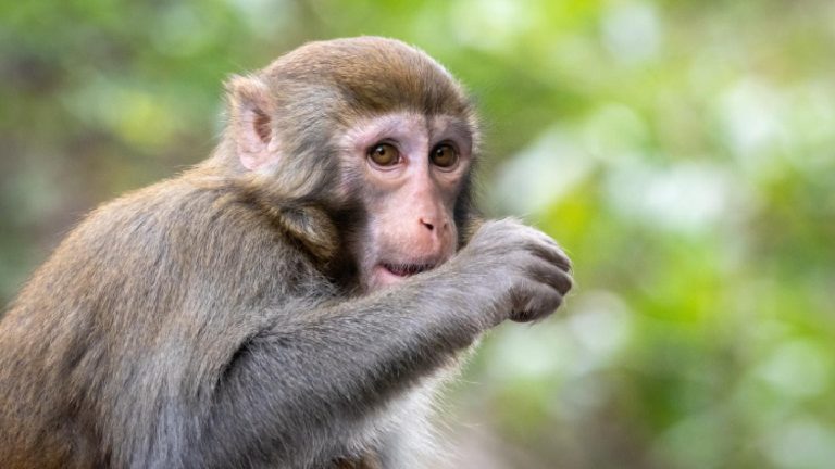 Monkey fever in India: Symptoms and prevention