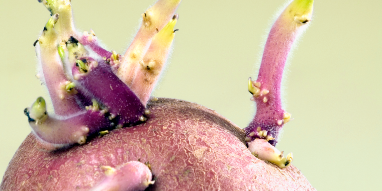 Are Sprouted Potatoes Safe to Eat, or Are You Risking a Major Illness?
