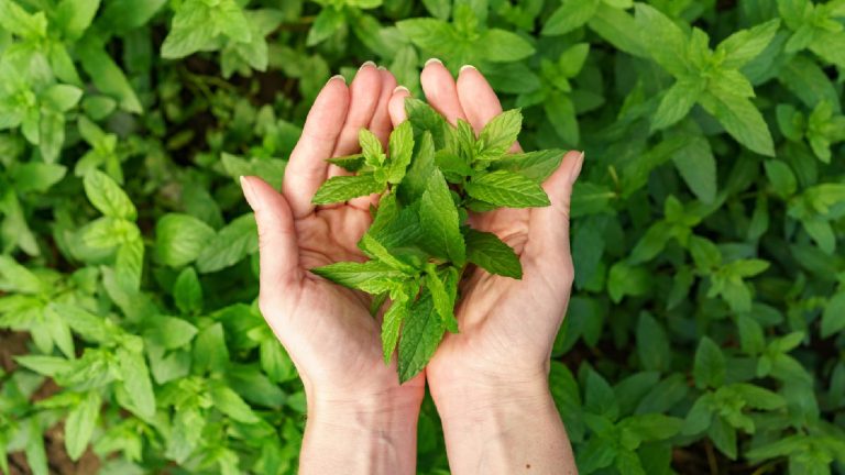 Tulsi or holy basil: Health Benefits, How to use and Side Effects