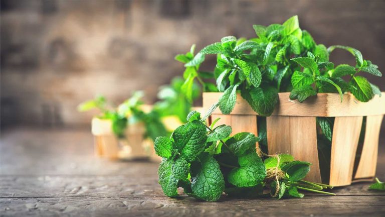 Mint for diabetes: Can it manage blood sugar levels?
