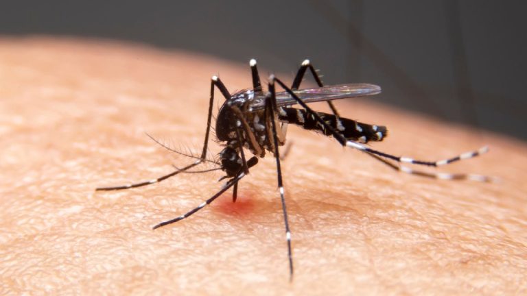 5 differences between malaria and dengue