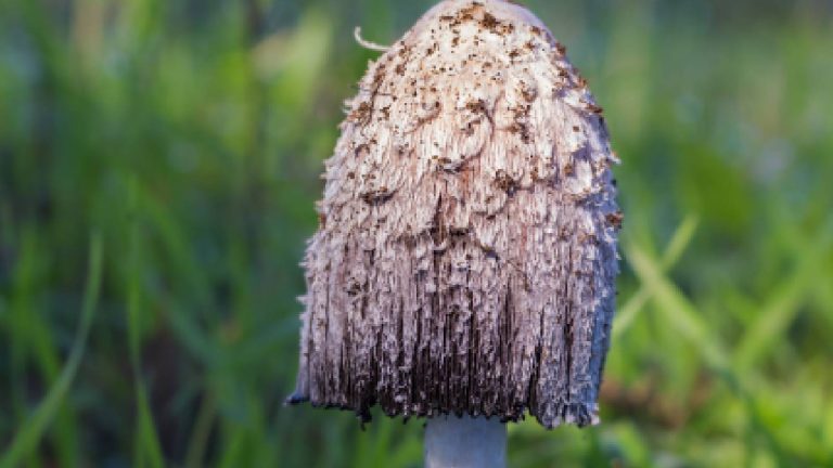 Lion’s mane mushroom: What is it, How to eat, Benefits, Risks