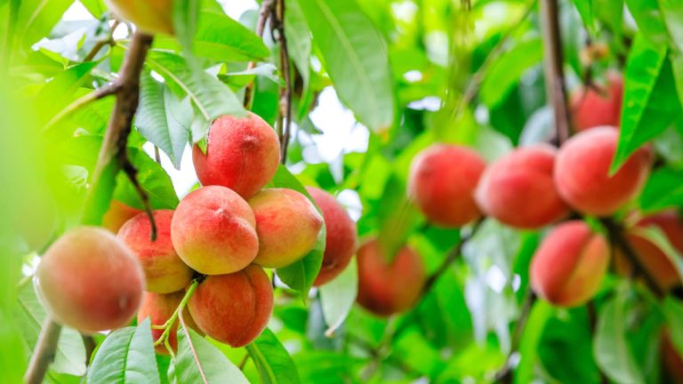9 health benefits of peaches