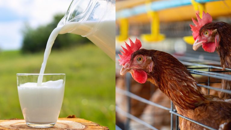 H5N1 bird flu outbreak: Can you eat milk, eggs and chicken?