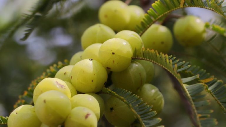 Indian gooseberry or Amla: Benefits, Side Effects and How to use