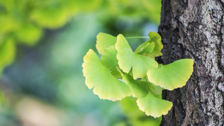 Ginkgo Biloba: What is it, Benefits, How to use