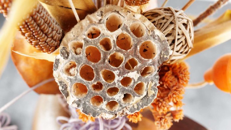 Trypophobia or fear of holes:: Symptoms, Triggers and treatment