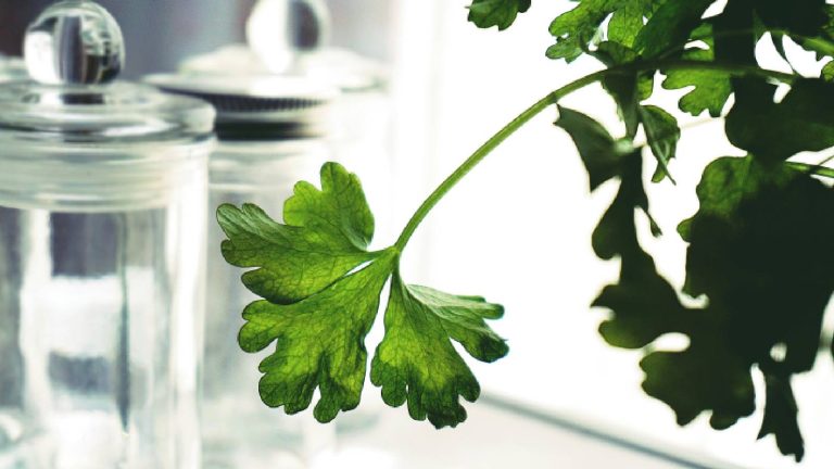 Parsley: What is it, Benefits, How to use