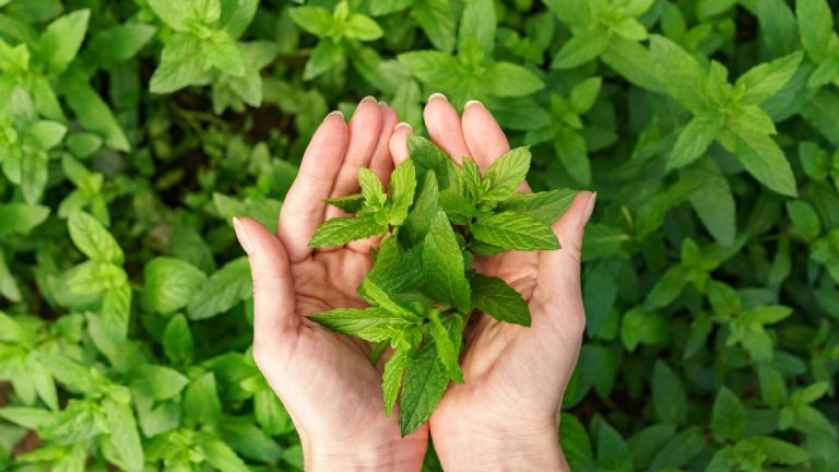 Basil leaves or tulsi for acidity: Benefits and uses