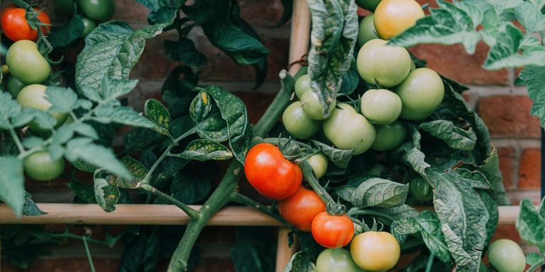 9 Plants Perfect for Your Balcony Vegetable Garden
