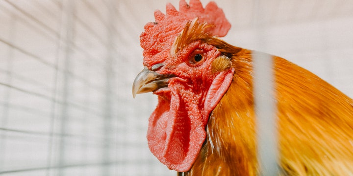 Bird Flu Is Spreading. Here’s Everything You Should Know Right Now