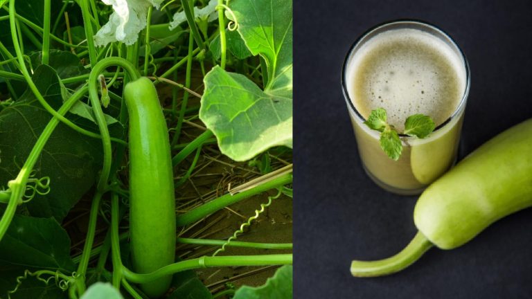 Bottle gourd for weight loss: Does it work?