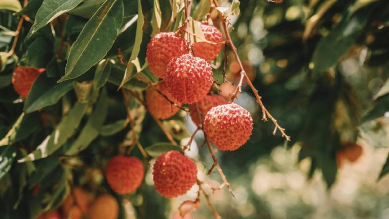 Lychee: Nutrition, Benefits and Best time to eat