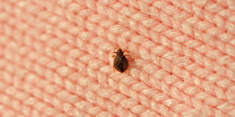 I’m an Entomologist. Here’s How I Avoid Bed Bugs When I Travel
