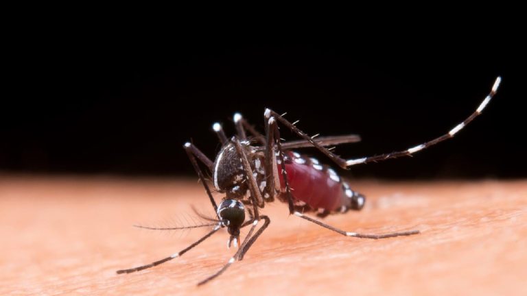 5 dengue side effects on brain