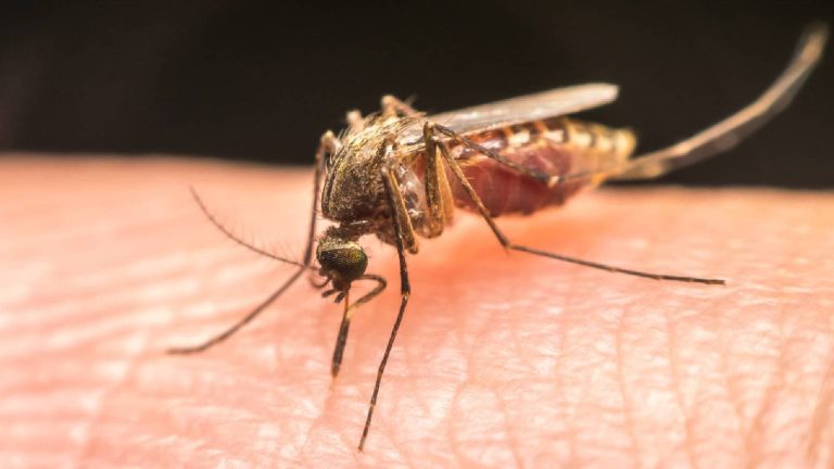 How to prevent malaria: Tips to stay safe in monsoon