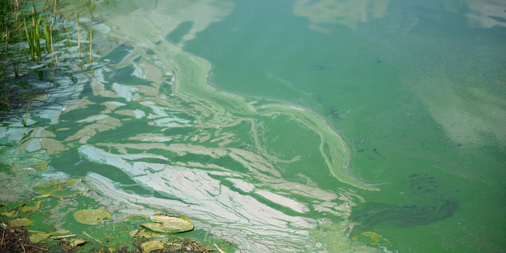 Here’s What to Know About Toxic Blue-Green Algae If That Viral TikTok Has You Spooked