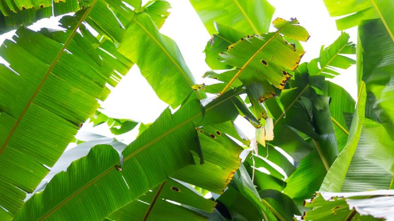 6 banana leaf benefits for your stomach, skin and immunity